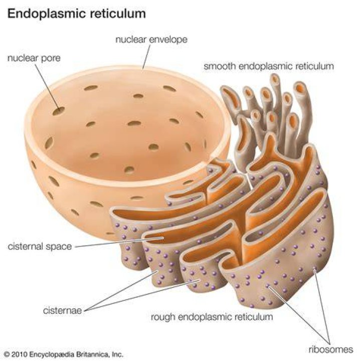 What are the 3 main functions of the endoplasmic reticulum