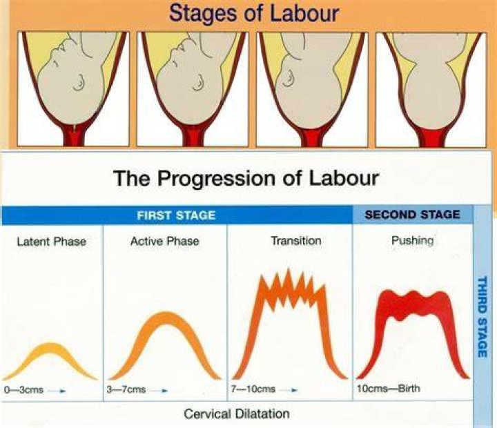 What are the 5 stages of labor