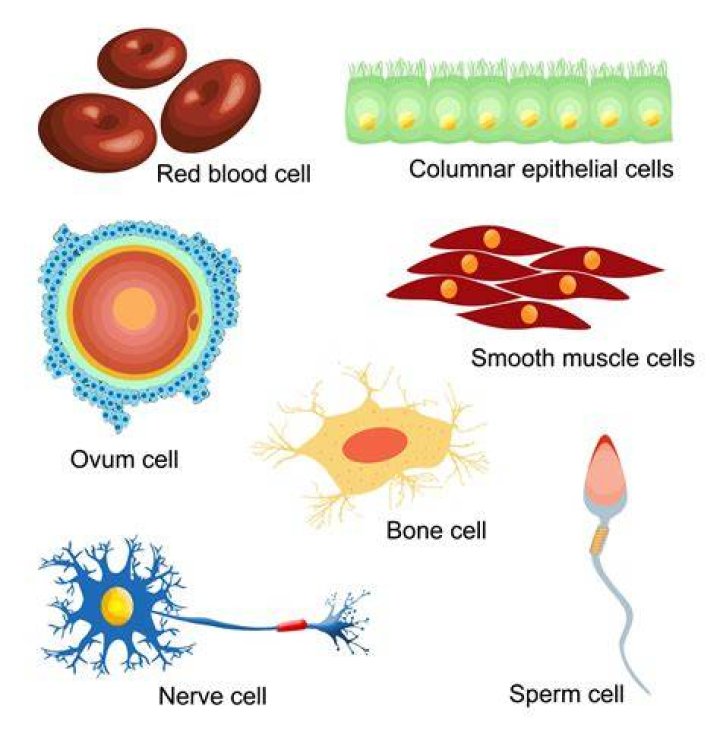 What are the 6 Specialised cells