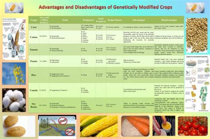 What are the advantages of GMO crops