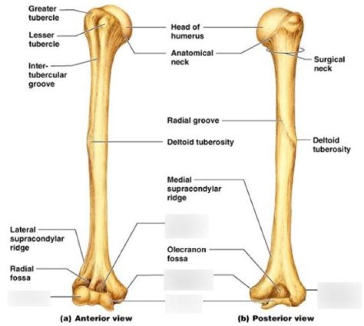 What are the bone markings of the humerus