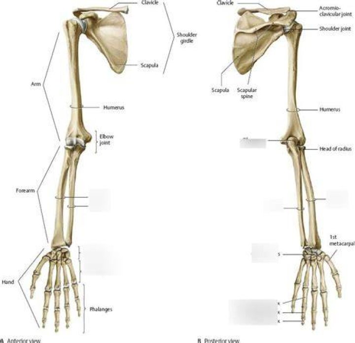 What are the bones of the lower arm
