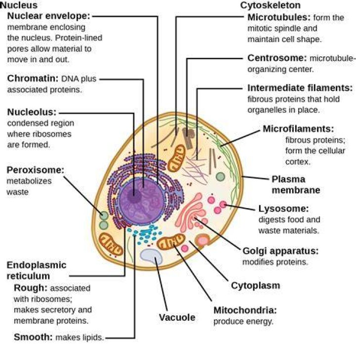 What are the cell components