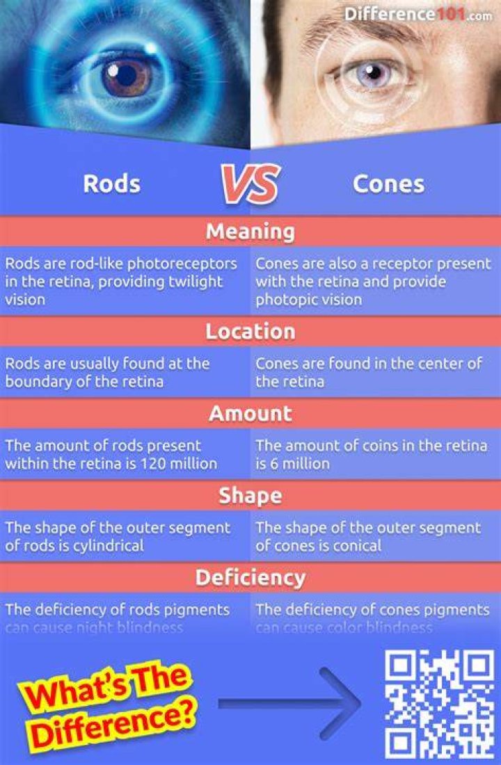 What are the differences between rods and cones in the eye