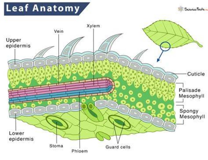 What are the different layers of a leaf