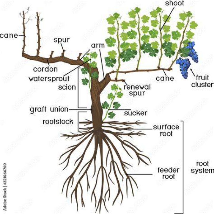What are the different parts of a grapevine