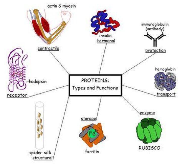 What are the different types of proteins and their functions