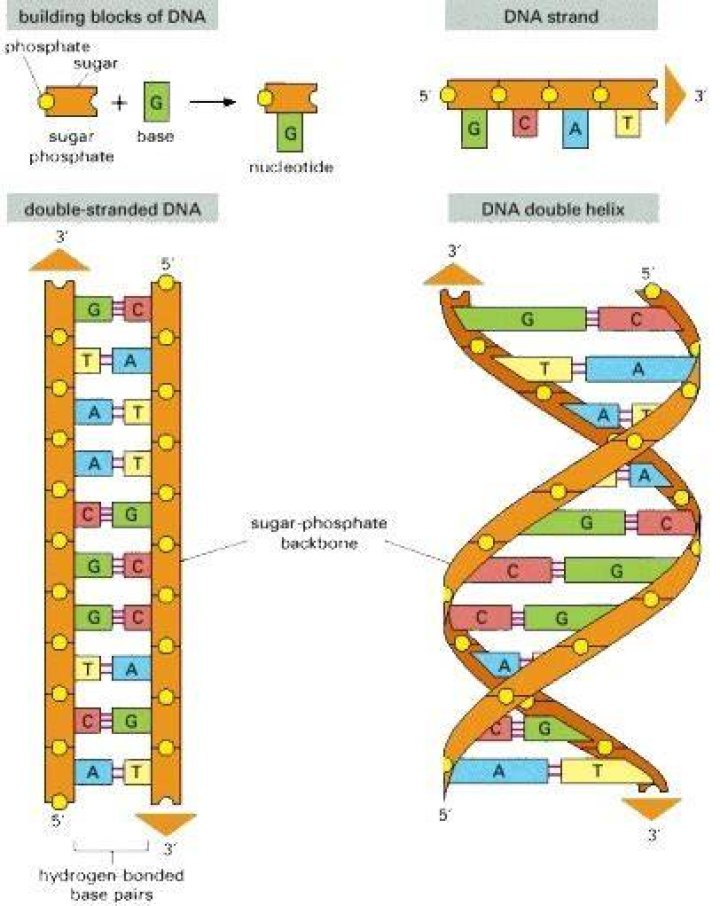 What are the DNA monomers