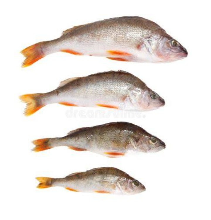 What are the four fish practices