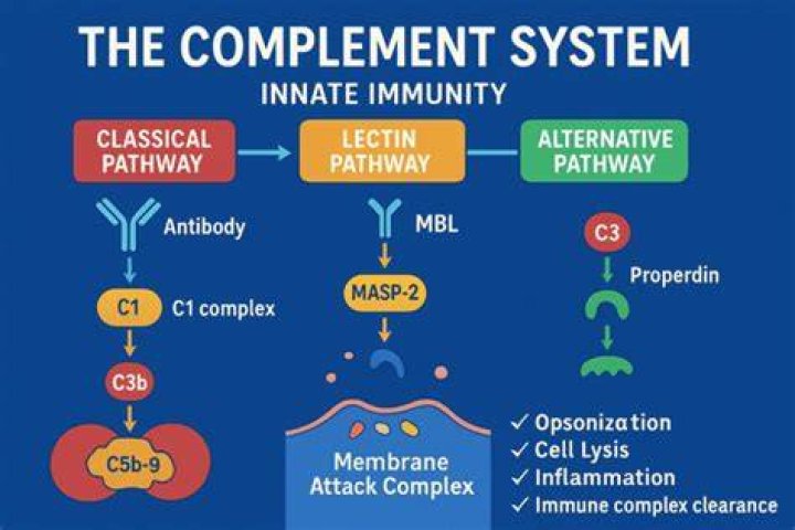 What are the four major functions of the complement system