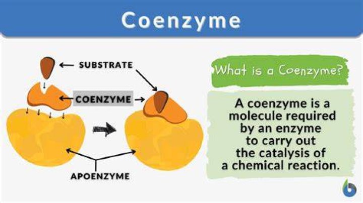 What are the functions of coenzymes