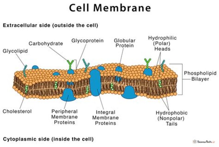 What are the main components of cell membrane