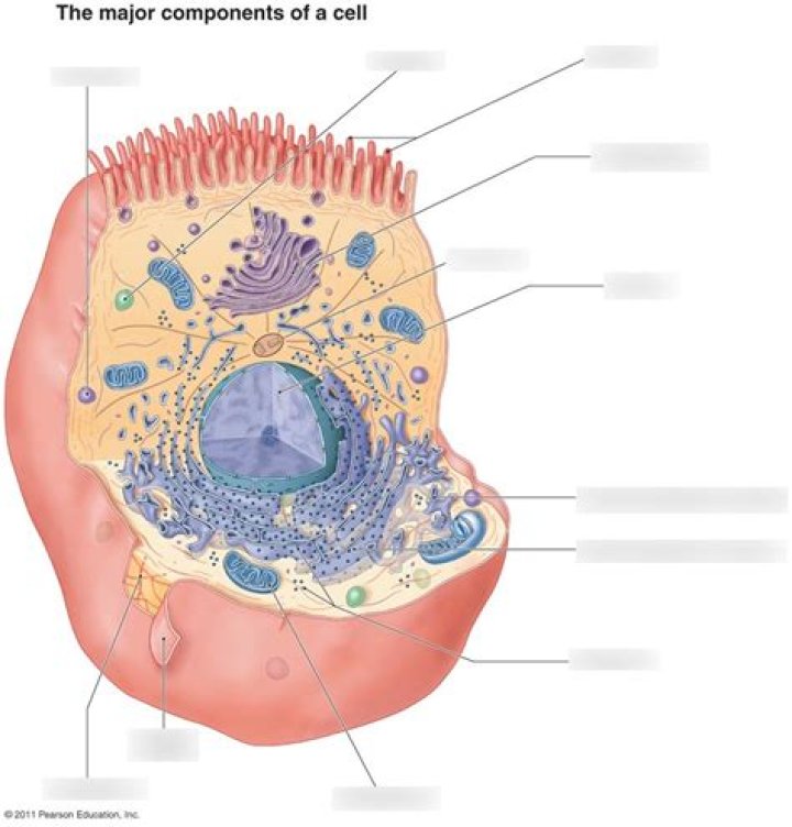 What are the major component of cell