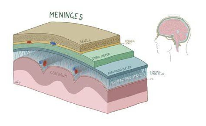 What are the meninges composed of
