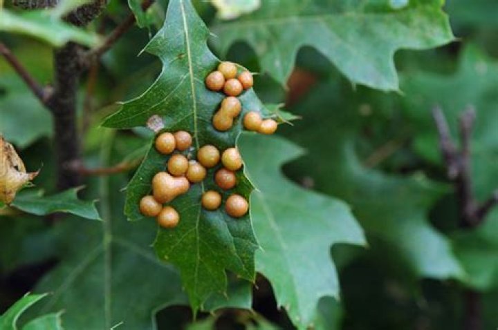 What are the red balls on my oak tree