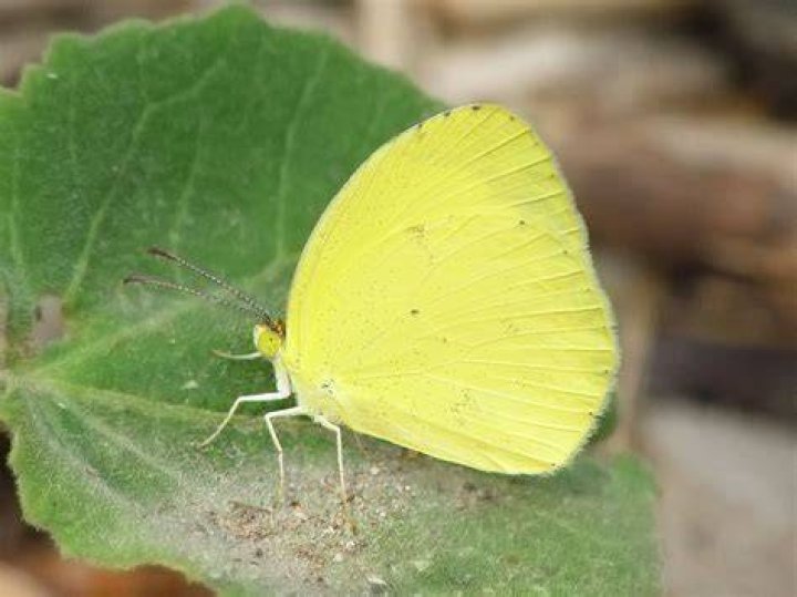 What are the small yellow butterflies called