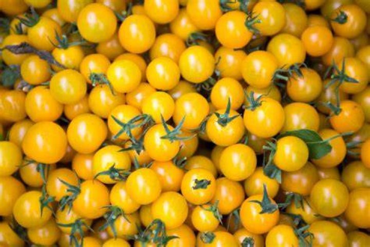 What are the small yellow tomatoes called