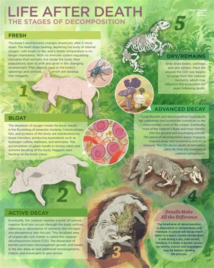 What are the stages of death forensics