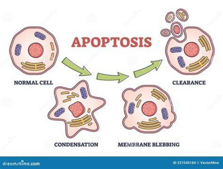 What are the steps of apoptosis