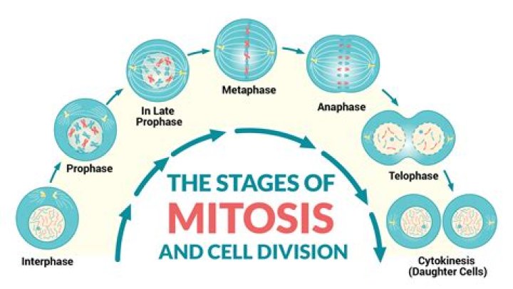 What are the steps of mitosis in order