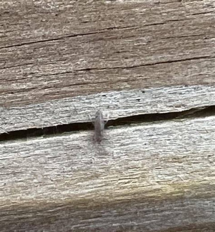 What are the tiny GREY bugs on my deck