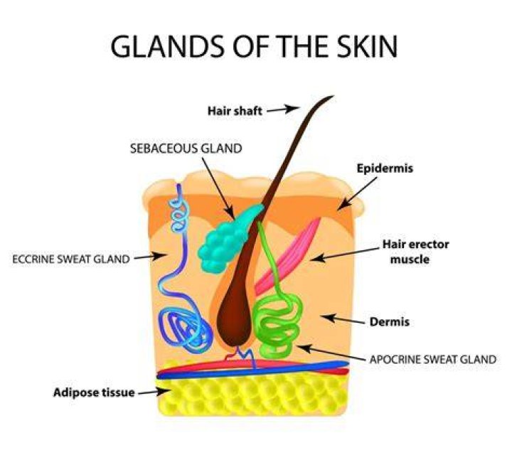 What are the two types of sebaceous glands