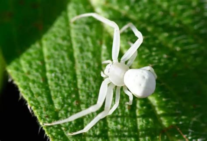 What are the white spiders