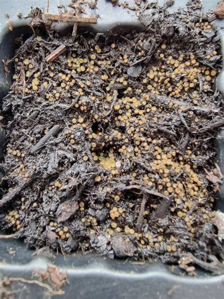 What are the yellow balls in my compost