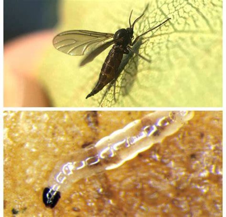 What are these little bugs that look like gnats
