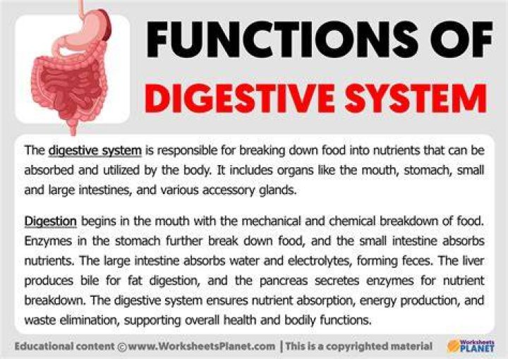 What are three 3 functions of the digestive system