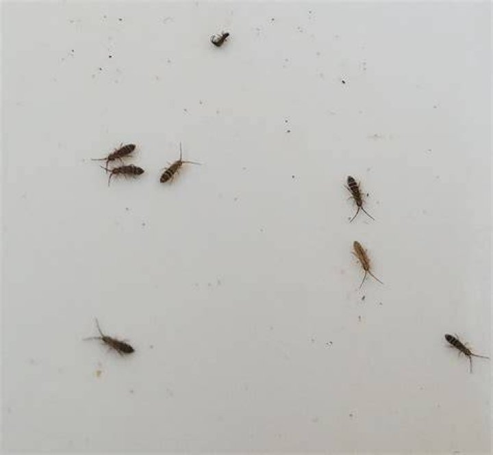 What are tiny bugs that jump
