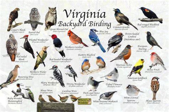 What birds are native to Virginia