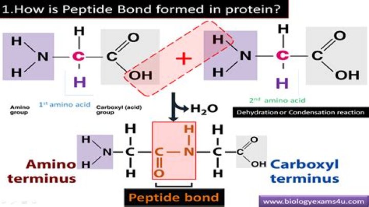 What bonds are in proteins