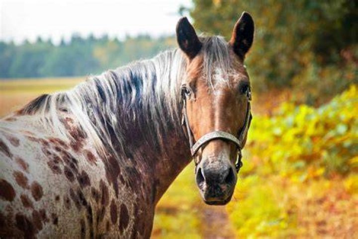 What breeds make up the Morgan Horse