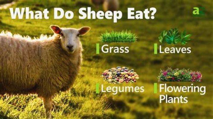 What can a sheep do