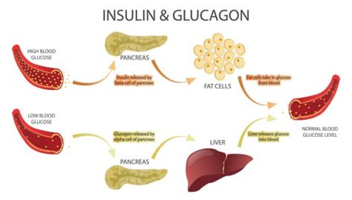 What can glucagon be used for
