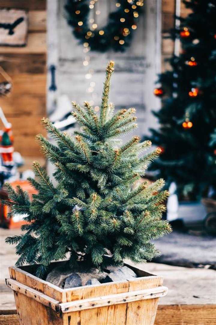 What can I feed my potted Christmas tree