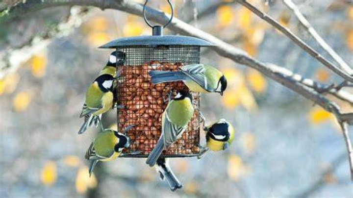 What can I feed wild birds in winter UK