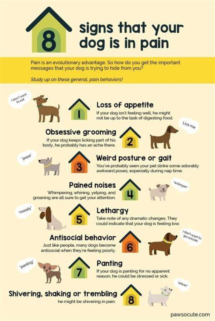 What can I give my dog for not feeling well