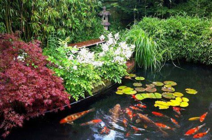 What can I plant around my koi pond
