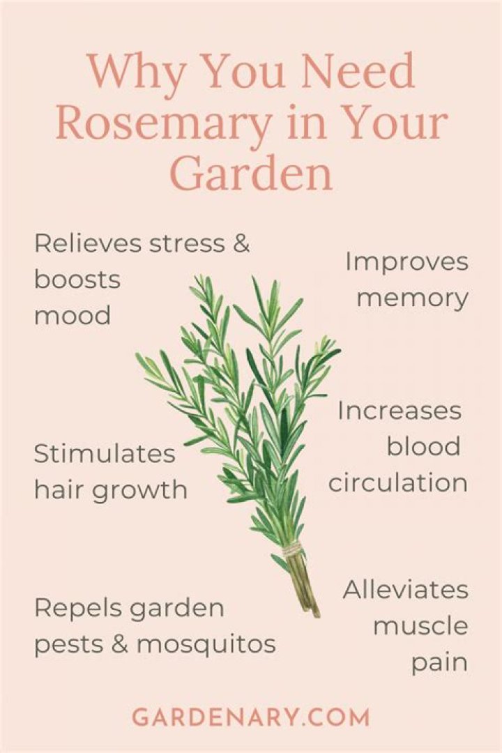 What can I plant with rosemary