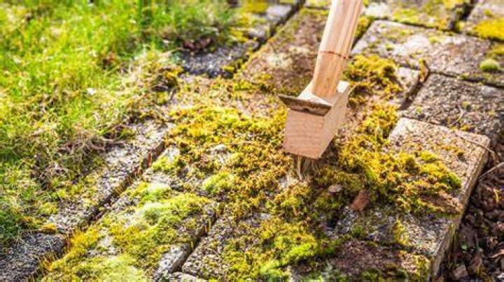 What can I use to kill moss on my driveway