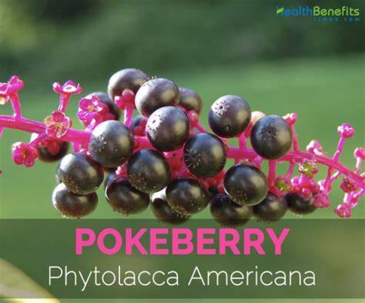 What can you do with Pokeberries