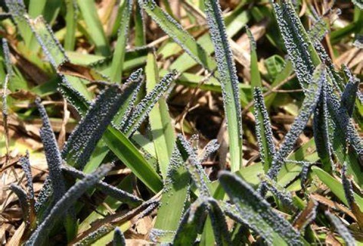 What causes black mold on grass