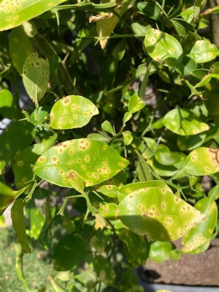 What causes brown leaves on citrus trees