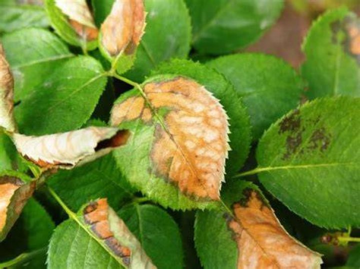 What causes brown spots on my rose bush leaves