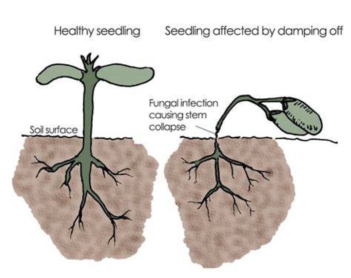 What causes damping off in seedlings