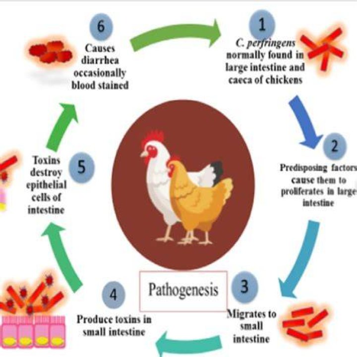 What causes necrotic enteritis in chickens