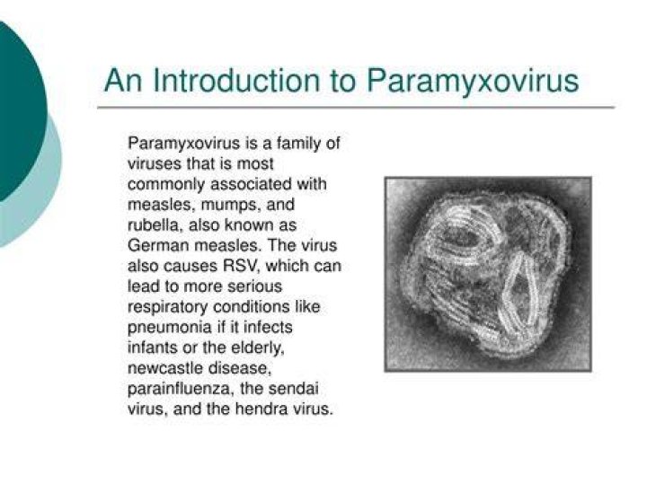 What causes paramyxovirus