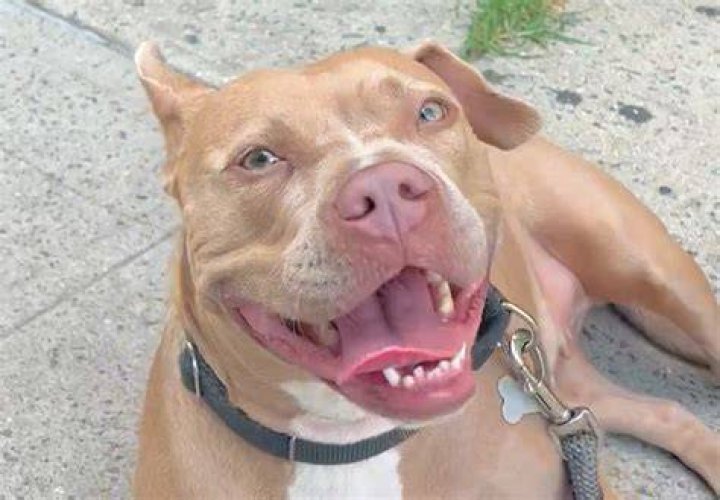 What causes parrot mouth in dogs